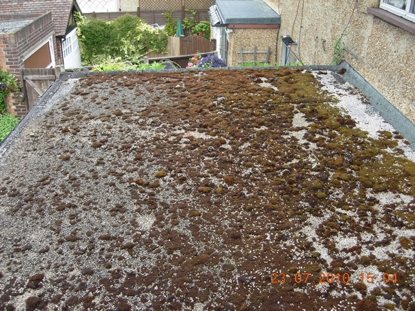 f1582-dscn2613-moss-on-flat-roof